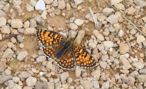 Melitaea phoebe